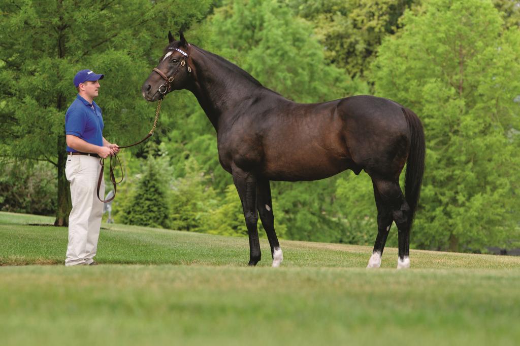 Medaglia d’Oro (Photo courtesy of Godolphin)